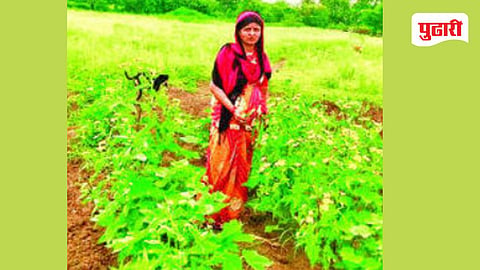 Jalna Pattern Seed Production 