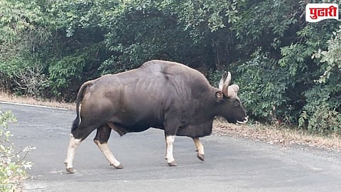 Vishalgad Amba Gaur Sighting 