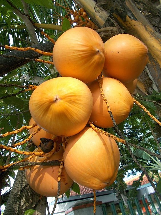 Coconut & Cholesterol: नारळ खाल्यामुळे कॉलेस्ट्रॉल वाढते का? कोणता गैरसमज दूर होणे गरजेचे?