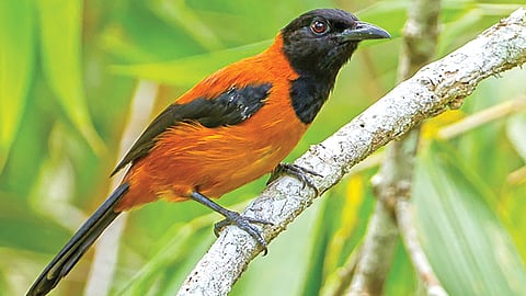 Poisonous bird toxic feathers | 