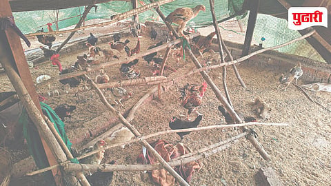 Chicken Price Increase