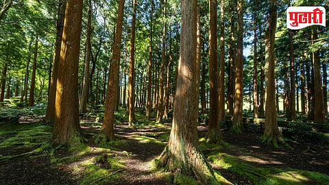 Forest