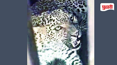Leopardess