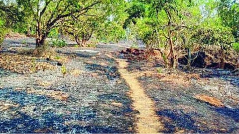 Sindhudurg 