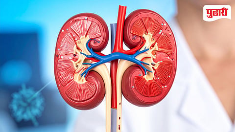 Kidney