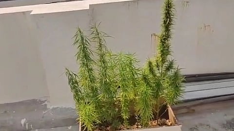 Cannabis Plantation