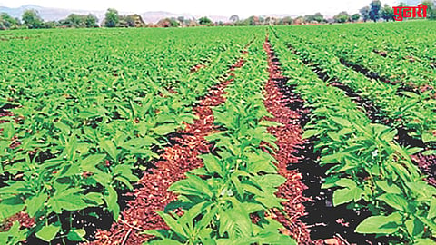Kinwat summer crop surge