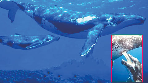 whale breastfeeding  |