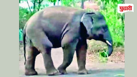 Omkar Elephant Goa 