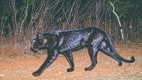 Black panther
