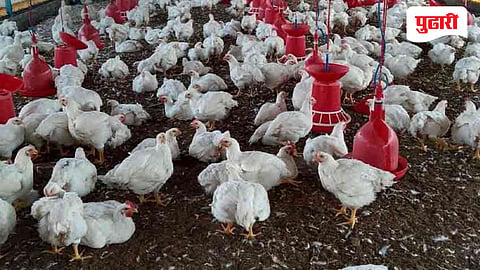 वाढत्या उष्णतेमुळे कुक्कुटपालन व्यवसाय धोक्यात