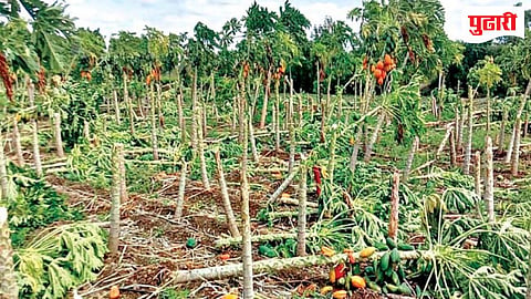 Unseasonal rain | पावसाच्या तडाख्यात सिरसाव येथे पपई बाग जमीनदोस्त