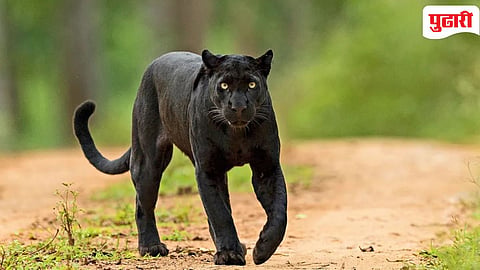 Black Panther