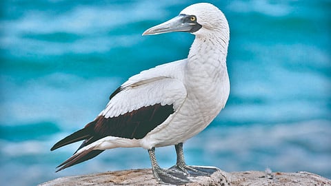 Booby Bird Rescue