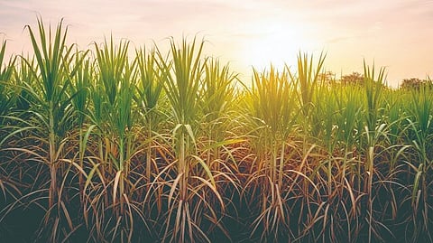 Sugarcane policy:  ‘शुगरकेन‌’चा मसुदा म्हणजे जुन्या बाटलीत नवीन दारू