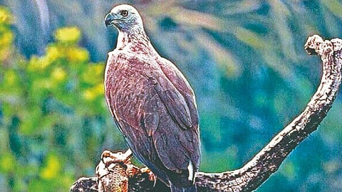 Chandoli Sanctuary