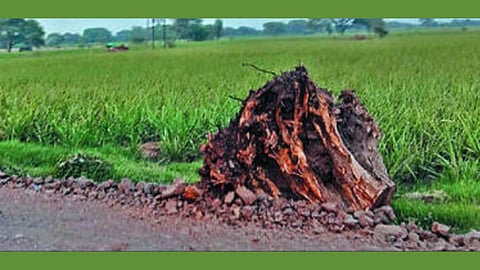 Old Trees Felling in Nashik 