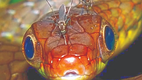 Venomous Snake