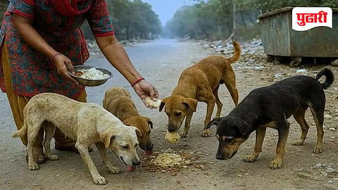 Dog Feeding Spots