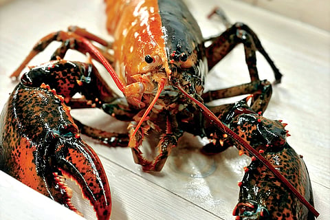 Rare lobster |