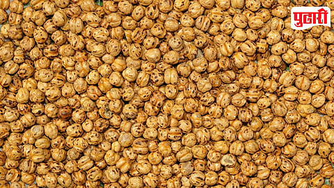 Chickpea