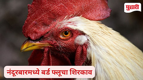 Bird Flu 