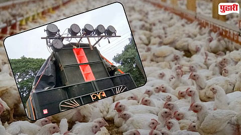 Loud DJ music kills chickens | लग्नात डीजे वाजला अन् १४० कोंबड्यांचा खच पडला; पोल्ट्री फार्ममध्ये नेमकं काय घडलं? 