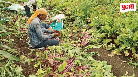Beetroot Crop Loss