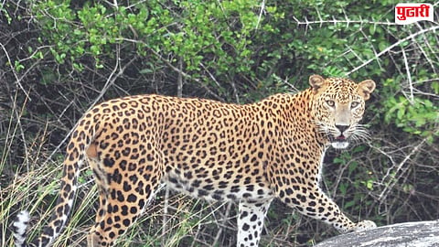 leopard sighting