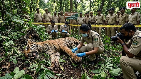 Goa Dharbandora Tiger Death