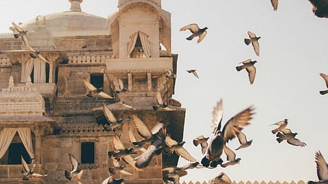 Birds behavior study |