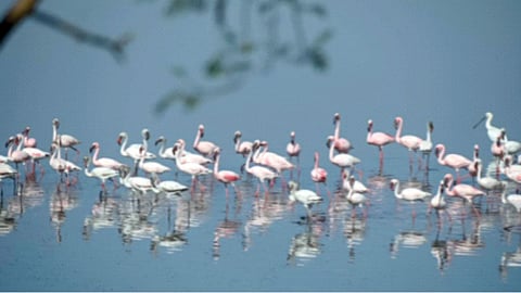 Flamingo Point wetland issue