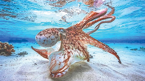 Octopus brain similar to human brain |