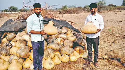 Solapur News: वाद्य निर्मितीच्या भोपळ्यातून भोई बंधूंची लाखोंची कमाई