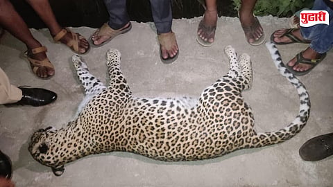Leopard Accident