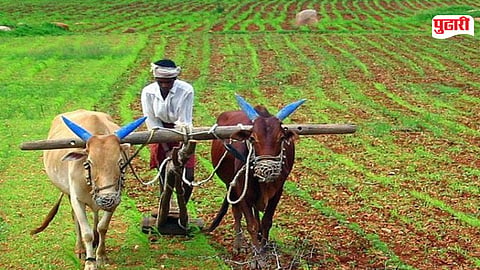 Palghar kharif season