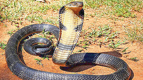 snakes |