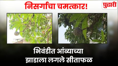 Mango Tree Custard Apple