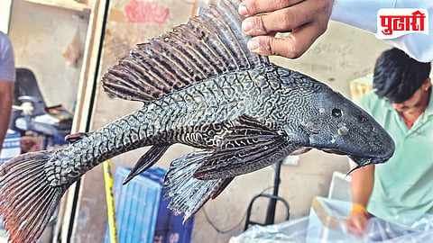 Sucker Mouth Fish
