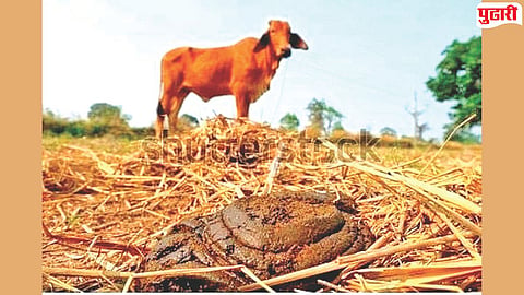 Organic farming manure shortage