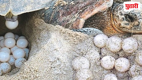 गावखडी कासव संवर्धन केंद्रात यंदा ७९ घरटी
