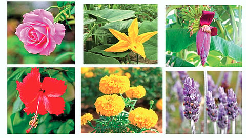 Healthy diet flowers |