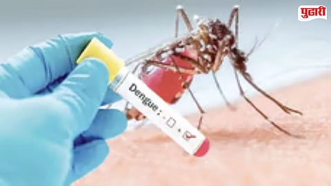 Rising dengue cases