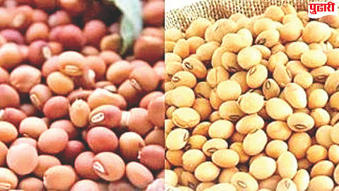 Renapur soybean rate 