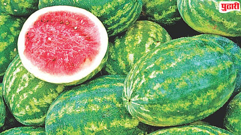 Watermelon demand decline Renapur market