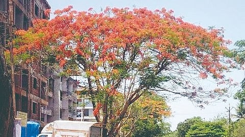 Gulmohar Tree
