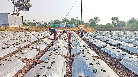 Bhokardan chili cultivation