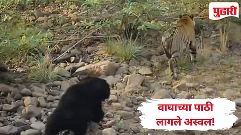 Tiger vs Bear 