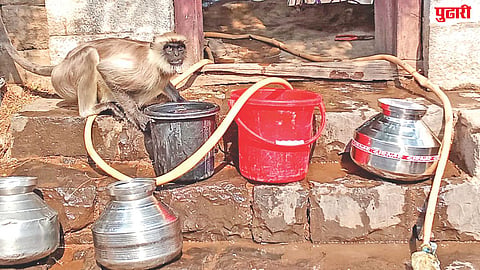 Jafrabad wildlife water shortage