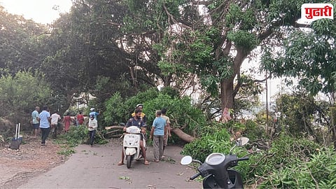 Devgad Tree Collapse
